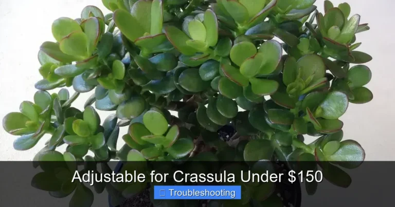 Adjustable for Crassula Under $150