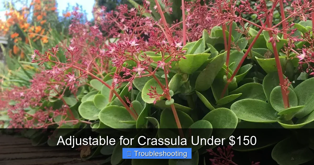 Adjustable for Crassula Under $150