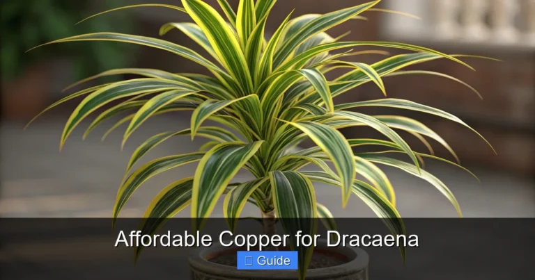 Affordable Copper for Dracaena