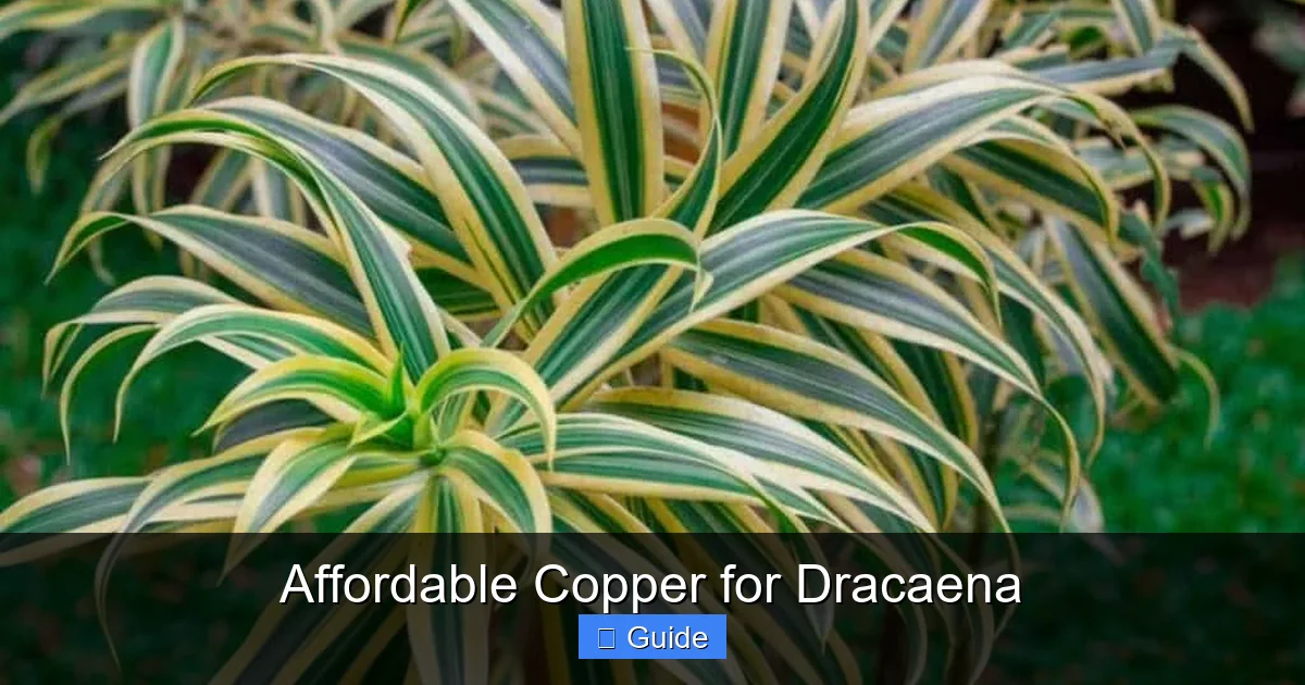 Affordable Copper for Dracaena
