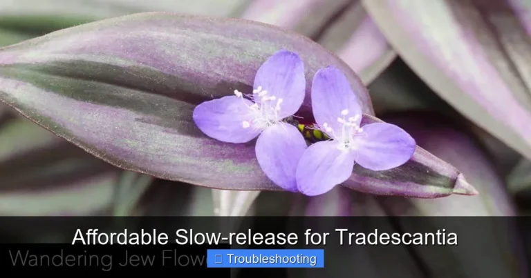 Affordable Slow-release for Tradescantia