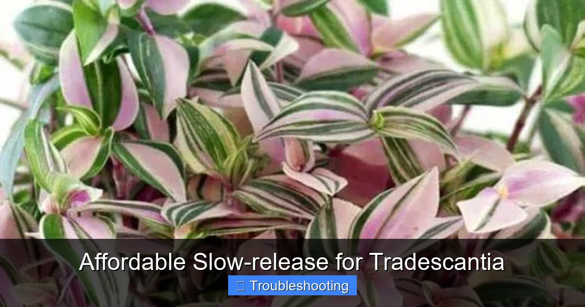 Affordable Slow-release for Tradescantia