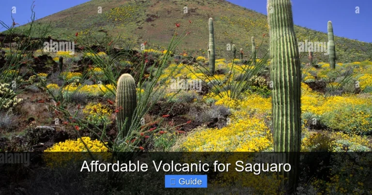 Affordable Volcanic for Saguaro