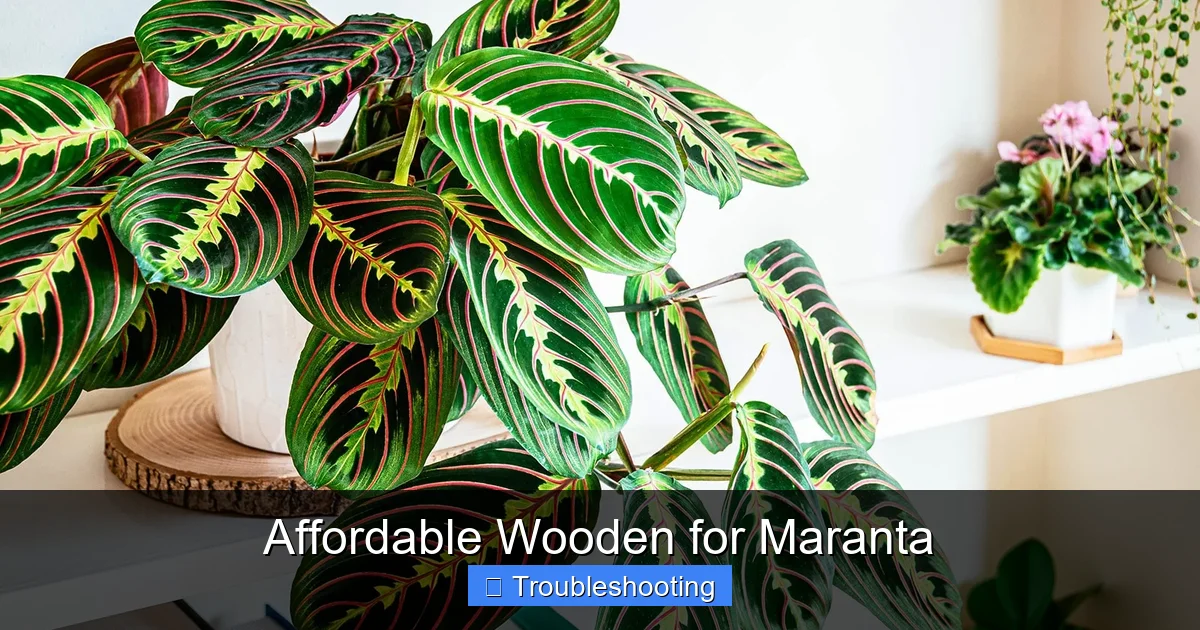 Affordable Wooden for Maranta