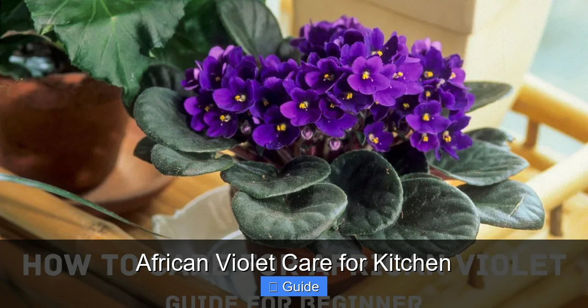 African Violet Care for Kitchen