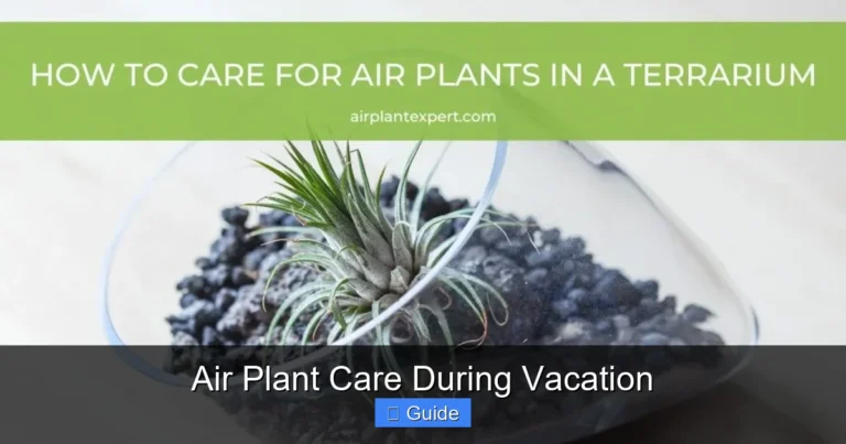 Air Plant Care During Vacation