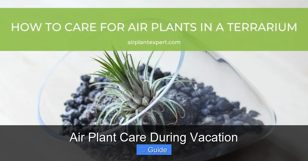Air Plant Care During Vacation