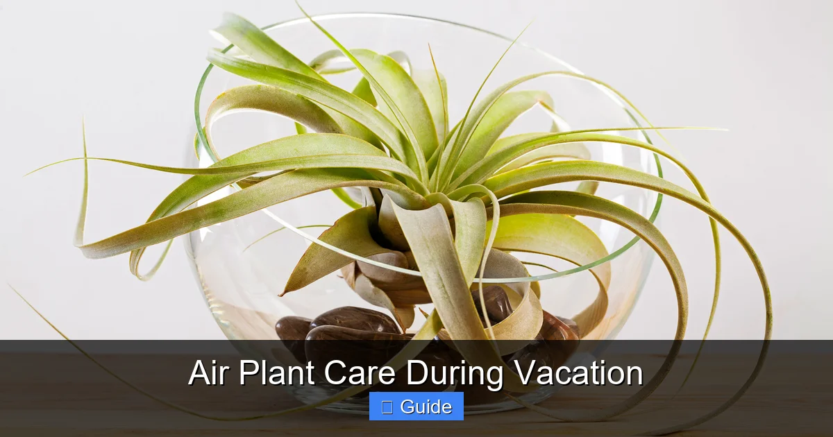 Air Plant Care During Vacation