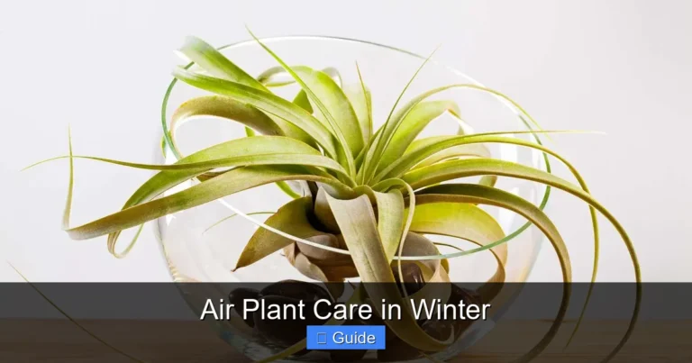 Air Plant Care in Winter