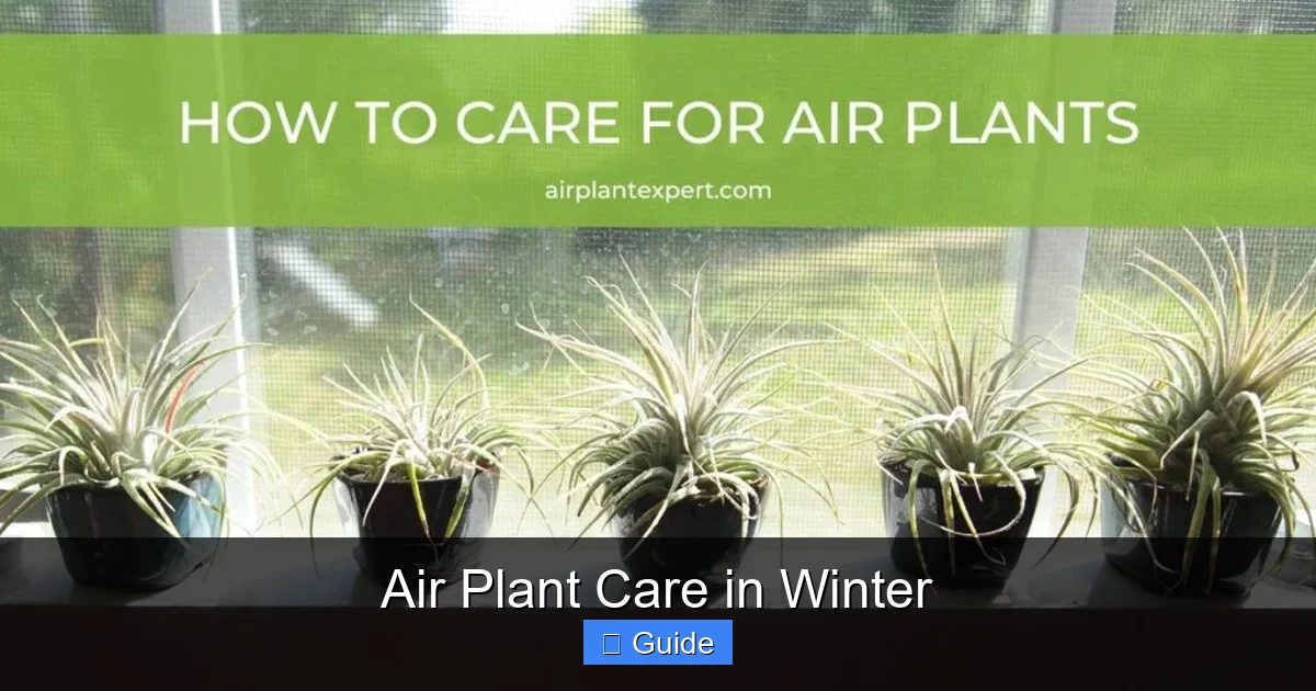 Air Plant Care in Winter