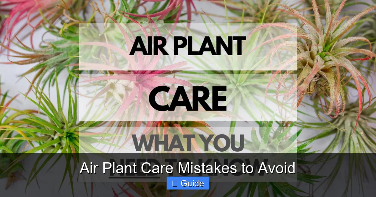 Air Plant Care Mistakes to Avoid