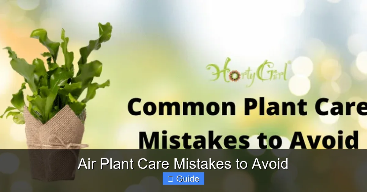 Air Plant Care Mistakes to Avoid
