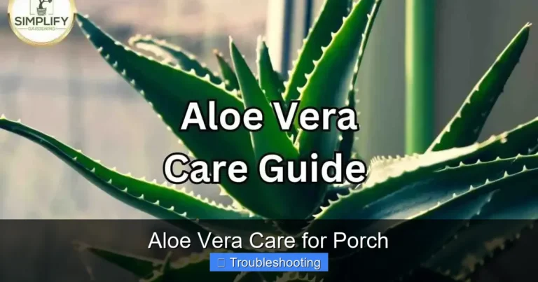 Aloe Vera Care for Porch