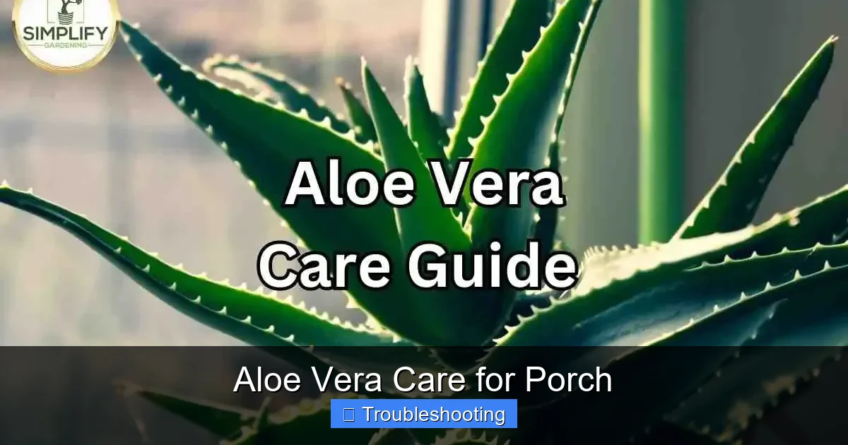 Aloe Vera Care for Porch