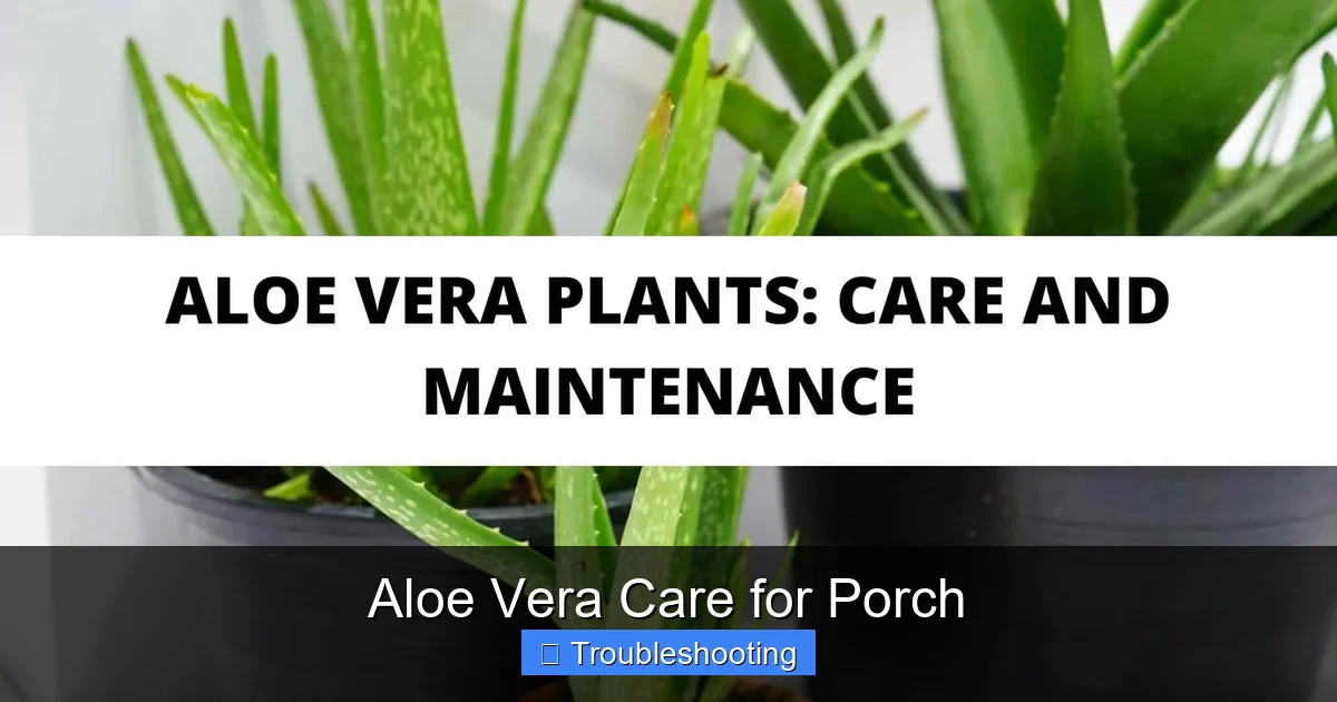 Aloe Vera Care for Porch