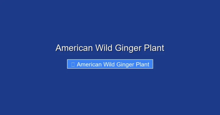 American Wild Ginger Plant