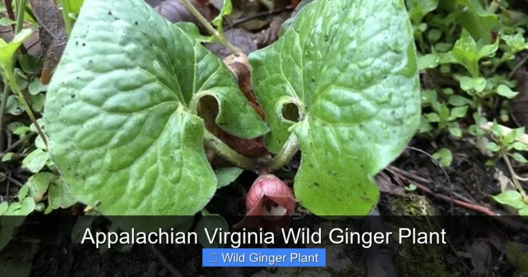 Appalachian Virginia Wild Ginger Plant
