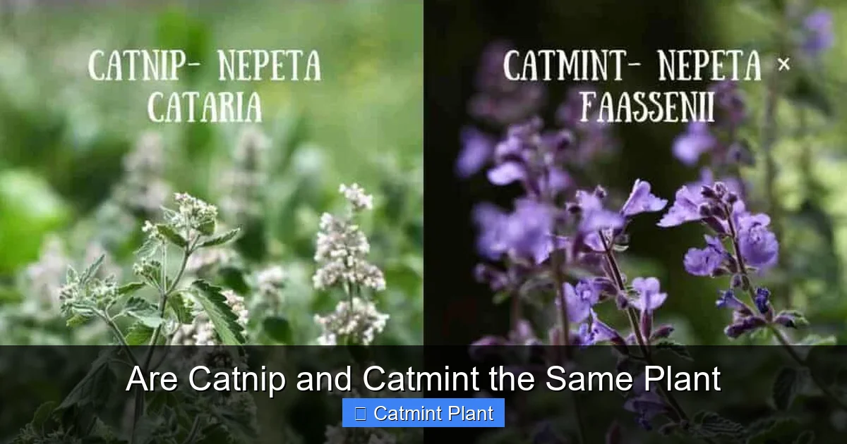 Are Catnip and Catmint the Same Plant