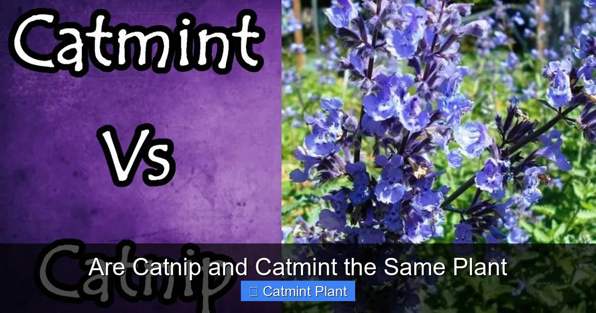 Are Catnip and Catmint the Same Plant