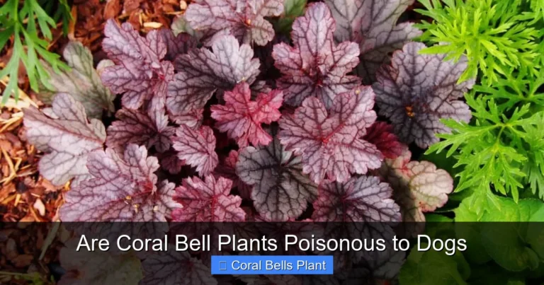 Are Coral Bell Plants Poisonous to Dogs