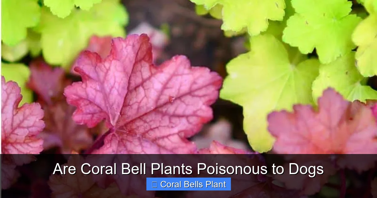 Are Coral Bell Plants Poisonous to Dogs