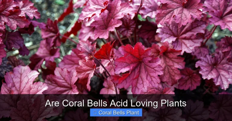 Are Coral Bells Acid Loving Plants