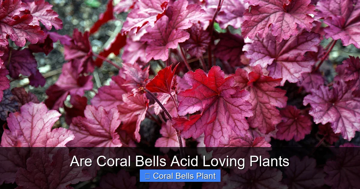 Are Coral Bells Acid Loving Plants