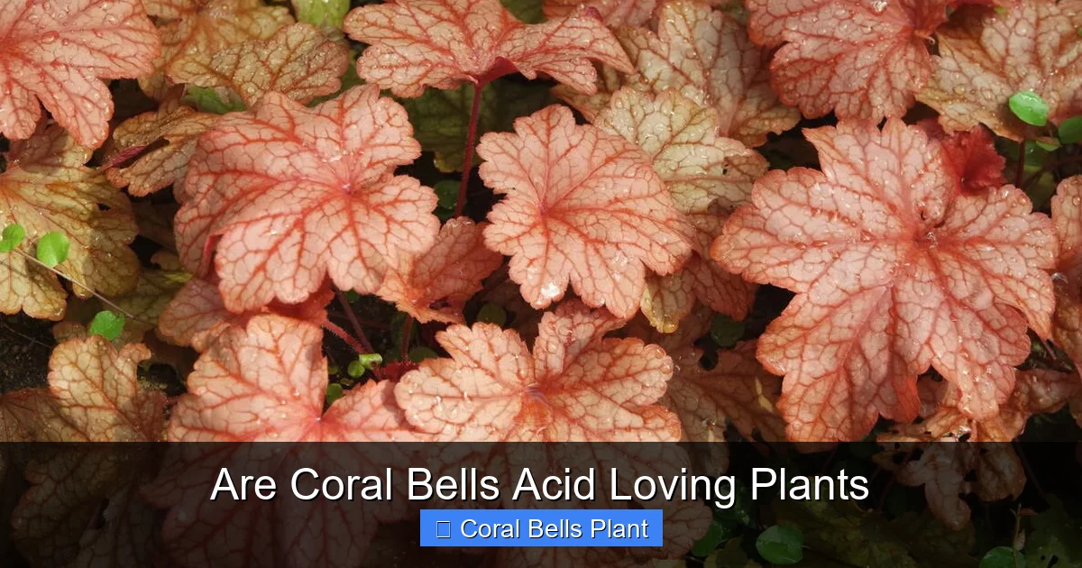 Are Coral Bells Acid Loving Plants