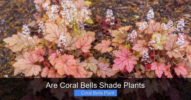 Are Coral Bells Shade Plants