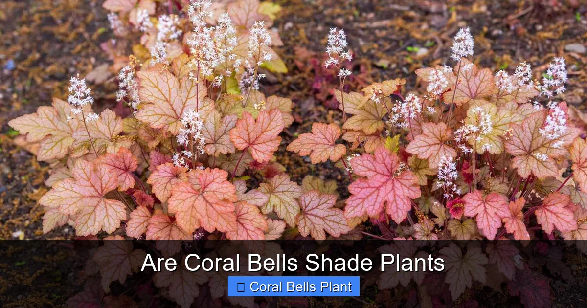 Are Coral Bells Shade Plants