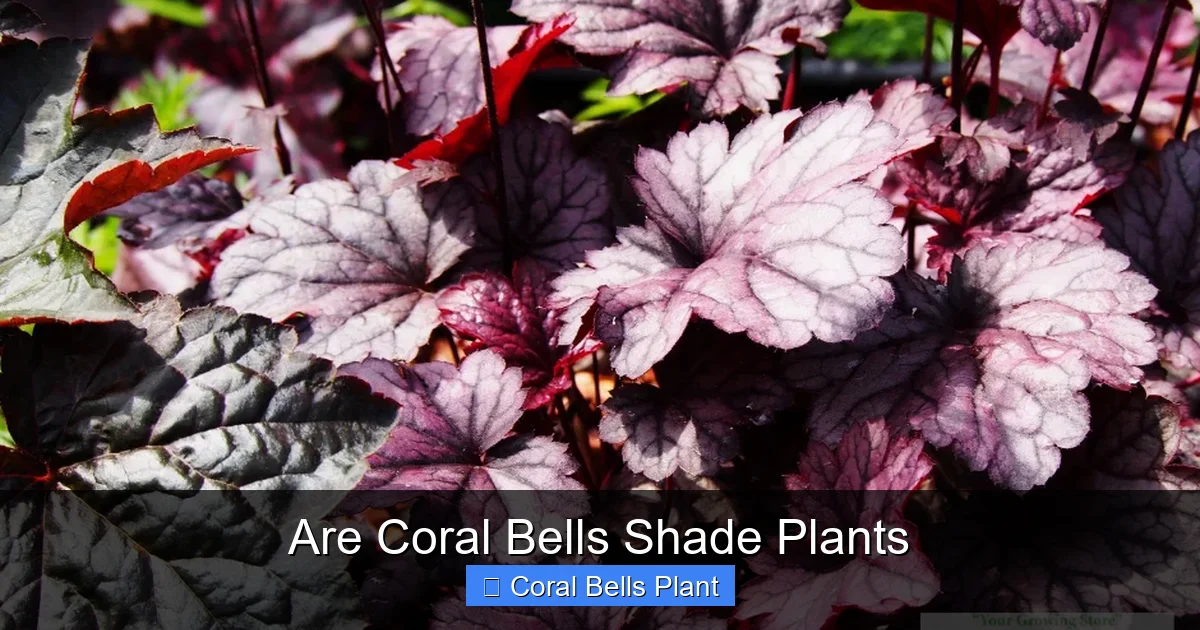 Are Coral Bells Shade Plants