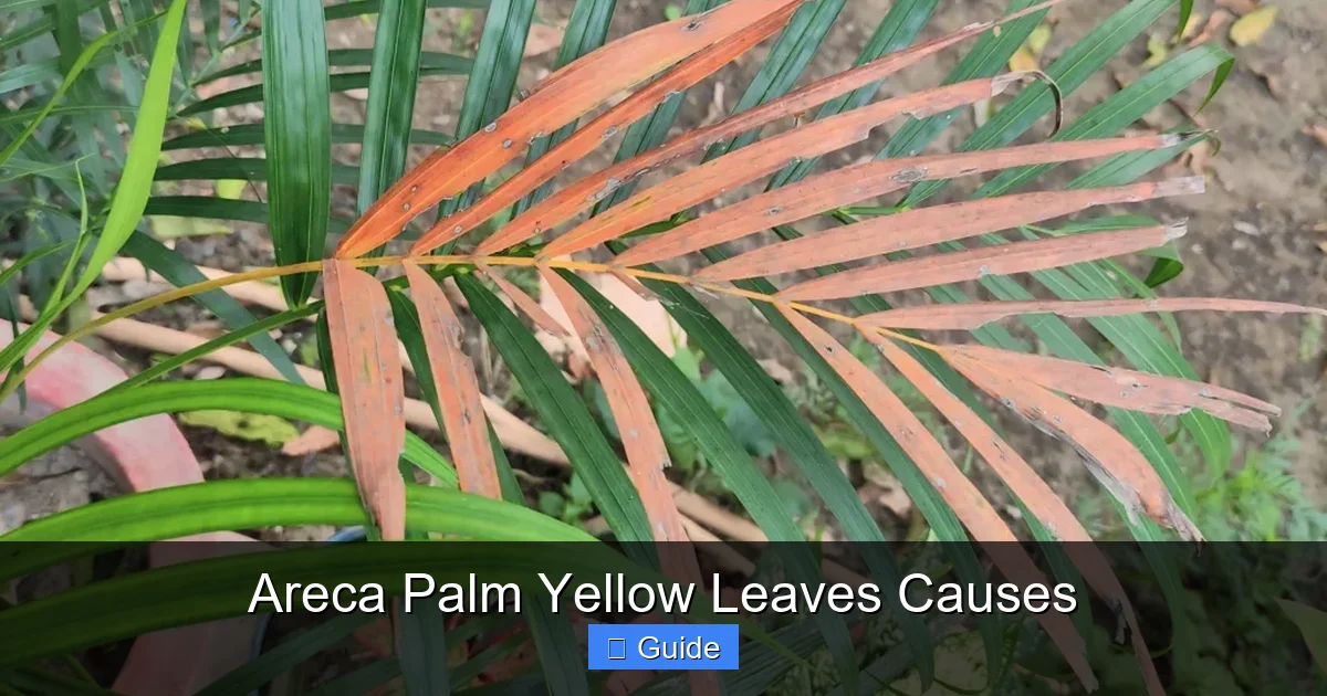 Areca Palm Yellow Leaves Causes