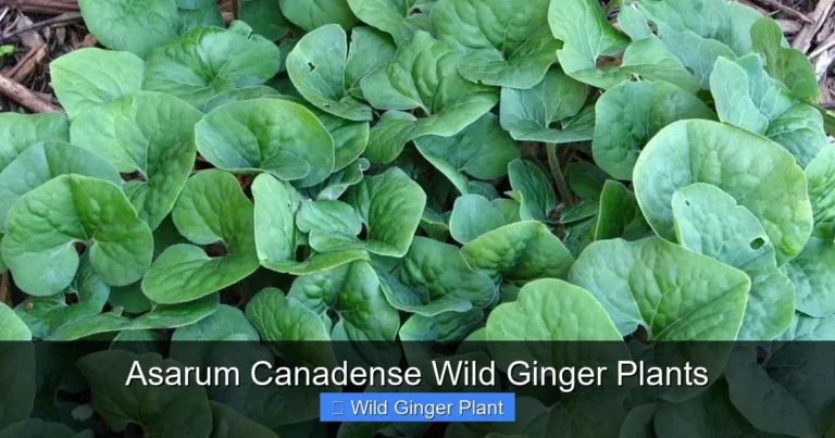 Asarum Canadense Wild Ginger Plants