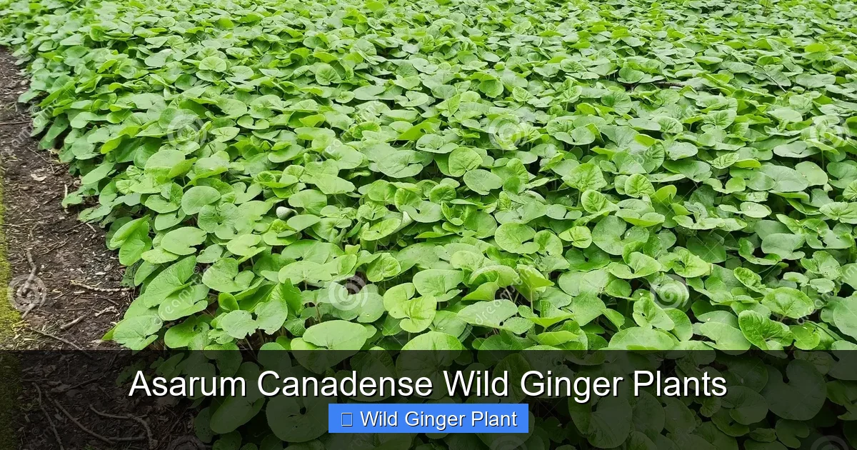 Asarum Canadense Wild Ginger Plants