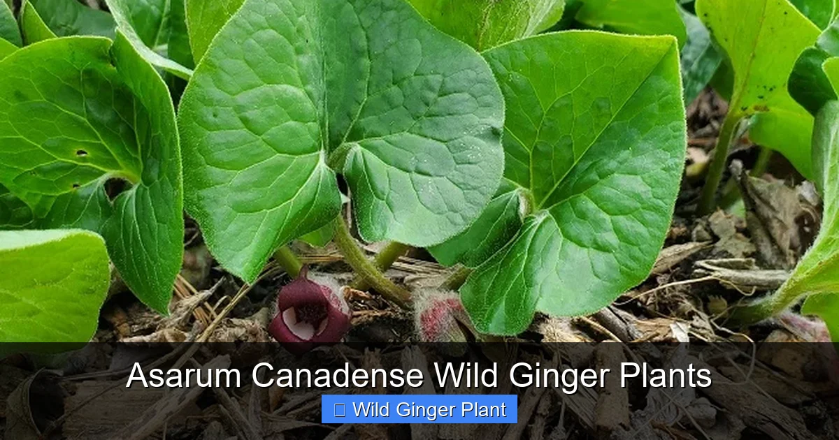 Asarum Canadense Wild Ginger Plants