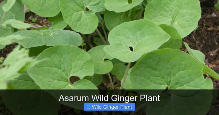 Asarum Wild Ginger Plant