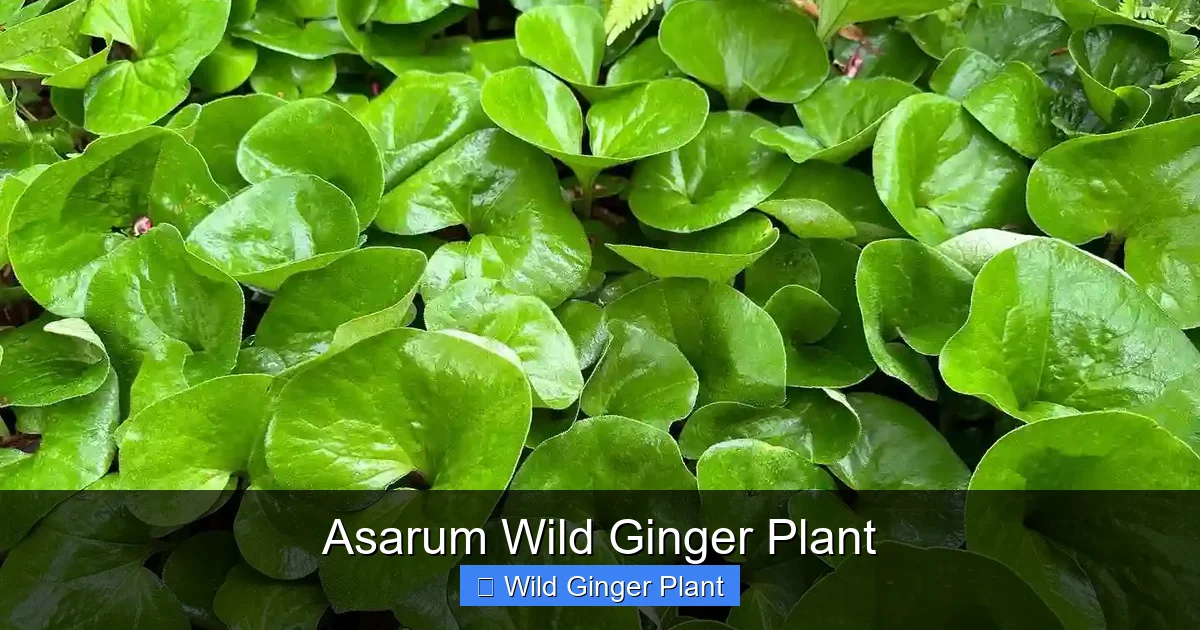 Asarum Wild Ginger Plant