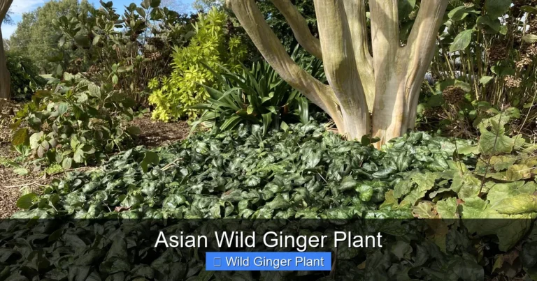Asian Wild Ginger Plant