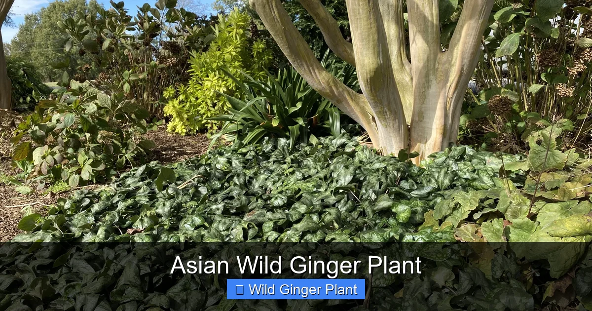 Asian Wild Ginger Plant