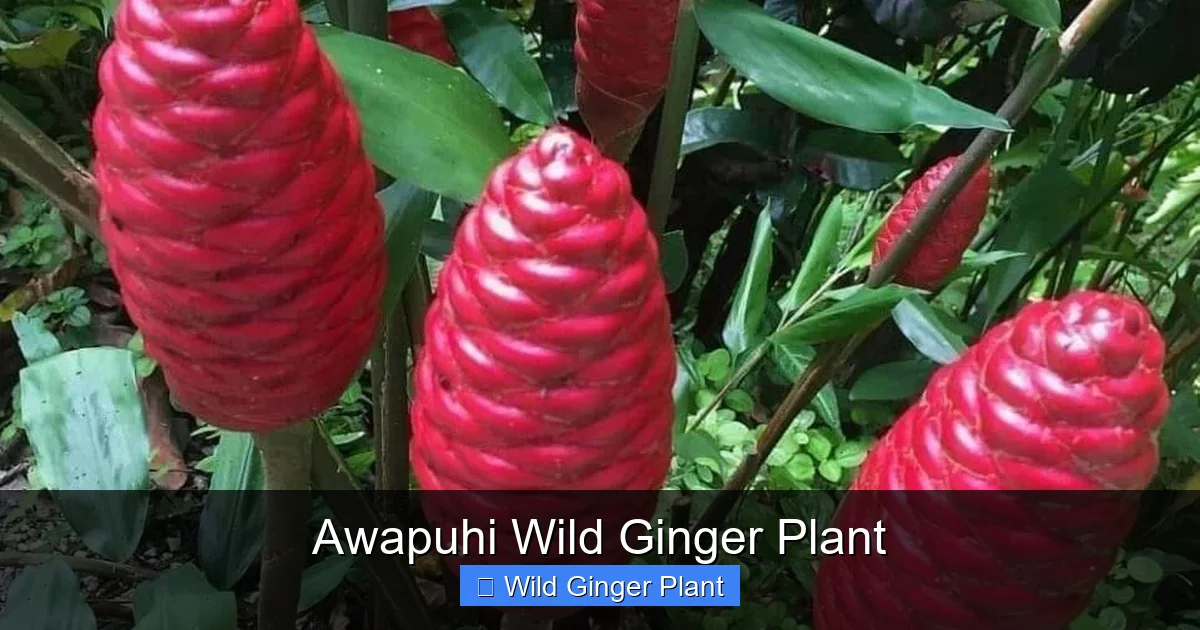 Awapuhi Wild Ginger Plant