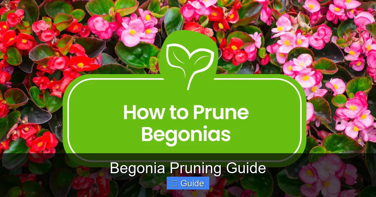 Begonia Pruning Guide