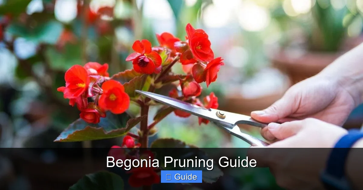 Begonia Pruning Guide