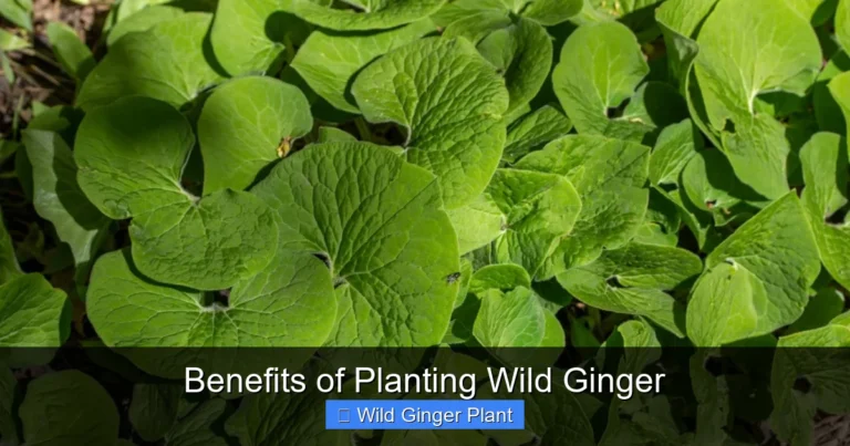 Benefits of Planting Wild Ginger