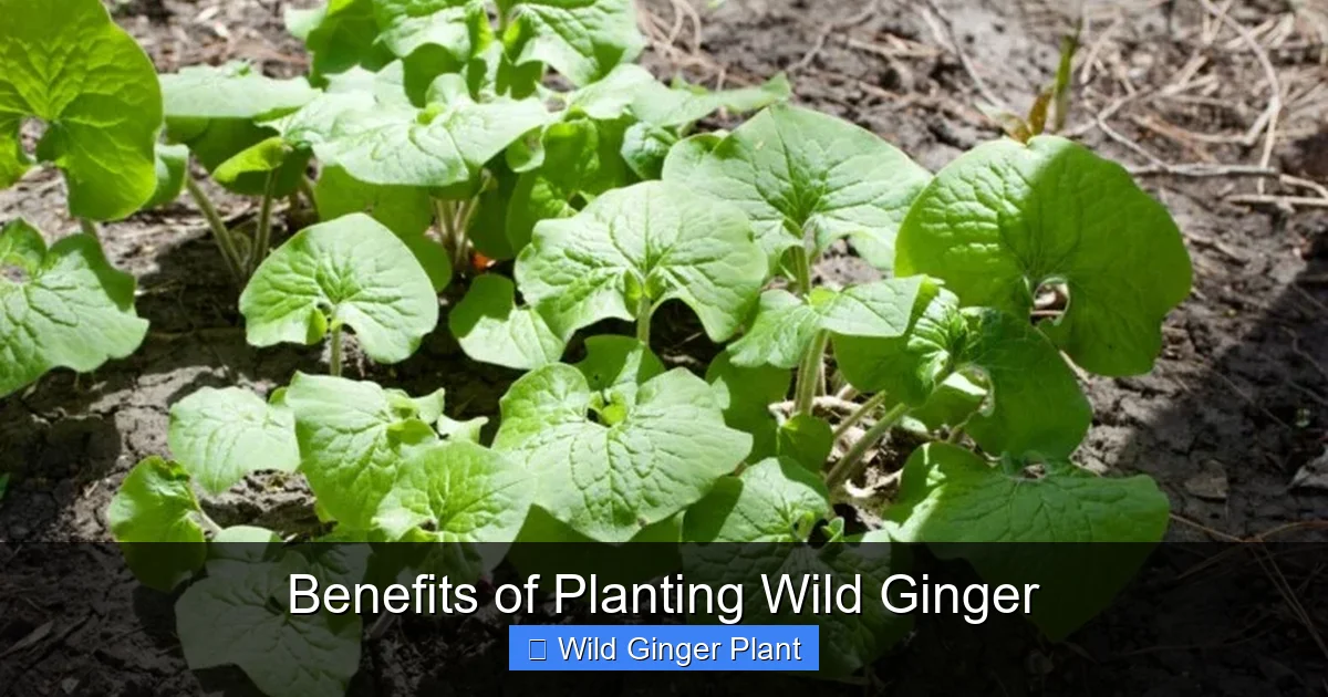 Benefits of Planting Wild Ginger