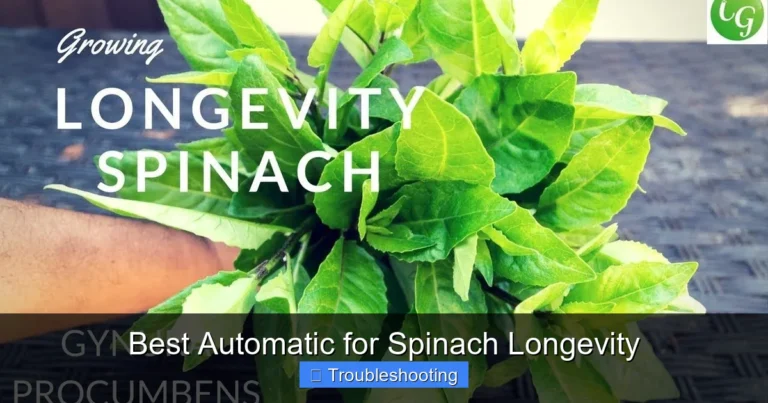 Best Automatic for Spinach Longevity