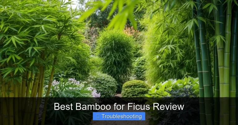 Best Bamboo for Ficus Review