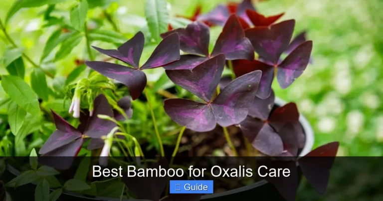 Best Bamboo for Oxalis Care