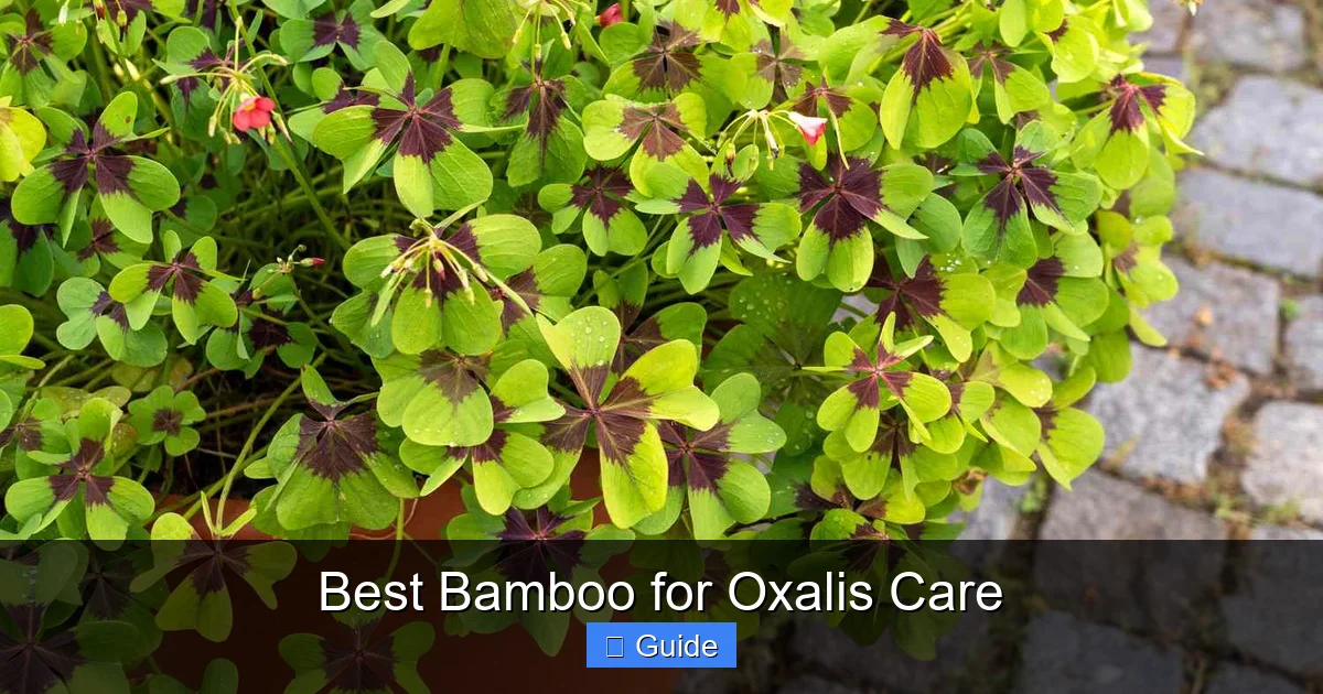 Best Bamboo for Oxalis Care