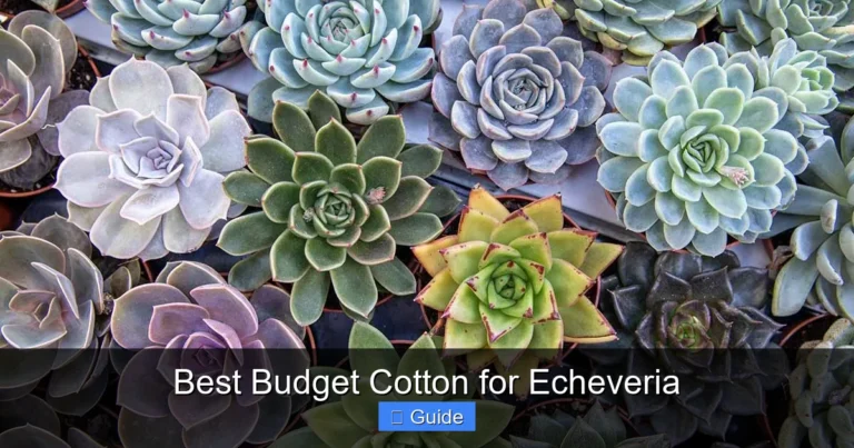 Best Budget Cotton for Echeveria