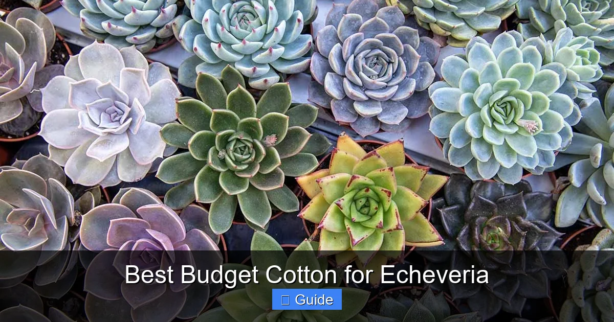 Best Budget Cotton for Echeveria